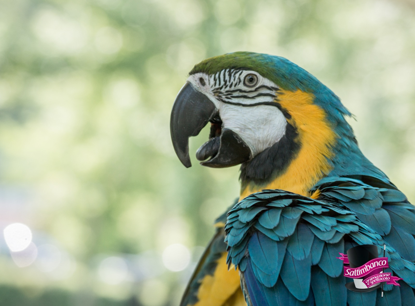 Quanti sono i pappagalli colorati di Gigi Speciale?